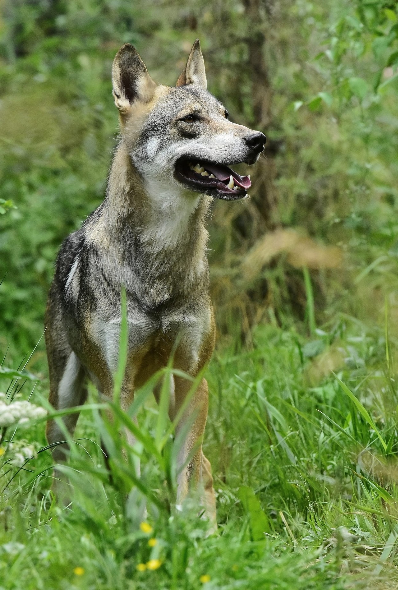 Kříženec vlka se může laikovy jevit jako pes